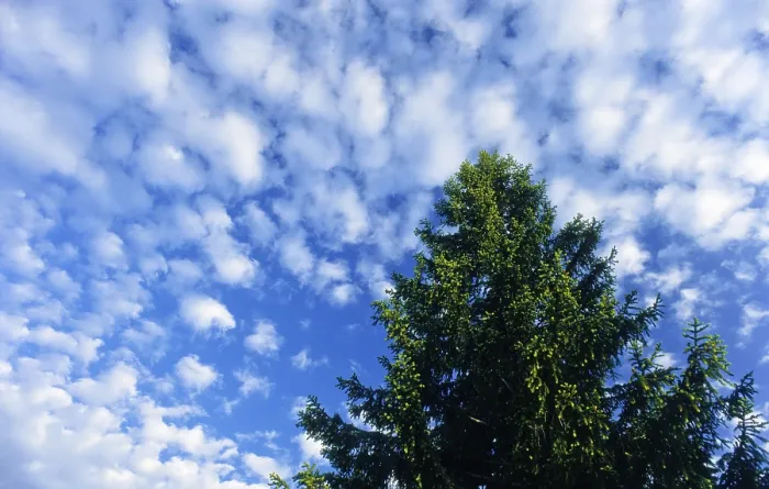 Framed Print : Spruce Tree Print: Blue Sky and Small Clouds Framed Print : Spruce Tree Print: Blue Sky and Small Clouds