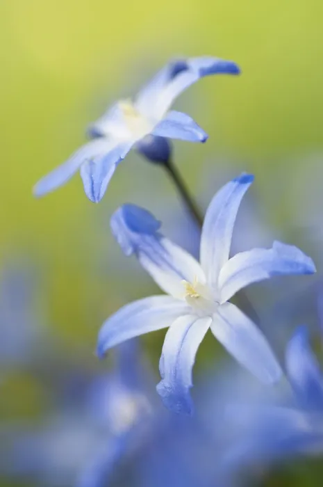Framed Print : Squill (Scilla) Print Framed Print : Squill (Scilla) Print