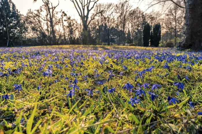 Framed Print : Many Squills on the Meadow in Spring Print, Hanover, Germany Framed Print : Many Squills on the Meadow in Spring Print, Hanover, Germany