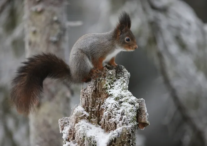 Framed Print : Squirrel on a Branch Print Framed Print : Squirrel on a Branch Print
