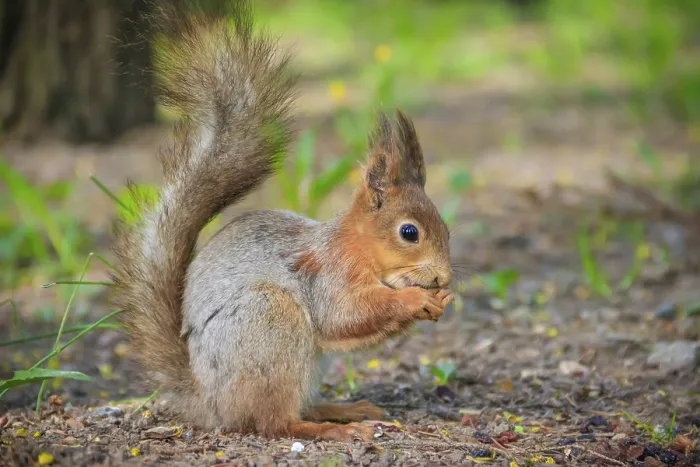 Framed Print : Red Squirrel eating a nutlet Print Framed Print : Red Squirrel eating a nutlet Print