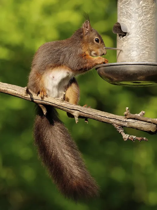 Framed Print : Squirrel Eats Bird Food Print Framed Print : Squirrel Eats Bird Food Print