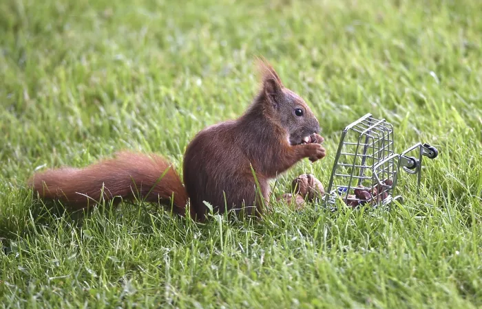 Framed Print : Squirrel in grass eats nuts from a cage Print, Germany