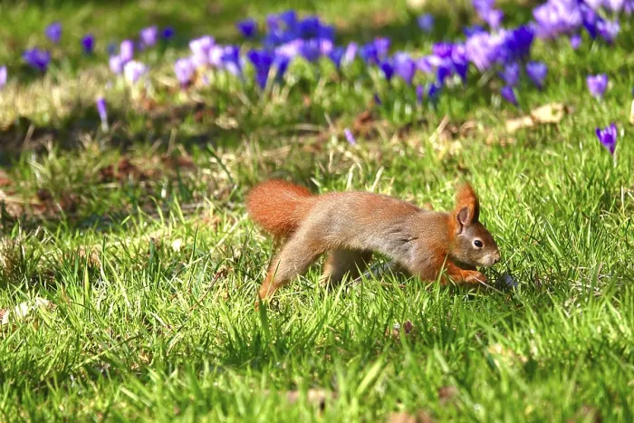 Framed Print : Squirrel on Crocus Meadow Winter Print Framed Print : Squirrel on Crocus Meadow Winter Print