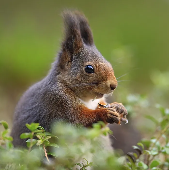 Framed Print : Squirrel in Norway Print Framed Print : Squirrel in Norway Print