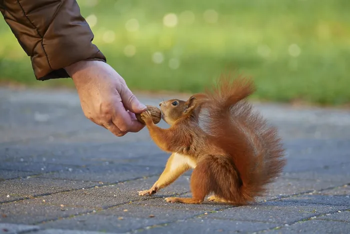 Framed Print : A Squirrel Receiving Nuts Print, Eurasian Red Squirrel Framed Print : A Squirrel Receiving Nuts Print, Eurasian Red Squirrel
