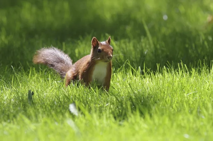 Framed Print : Squirrel in Sunlit German Meadow Print Framed Print : Squirrel in Sunlit German Meadow Print