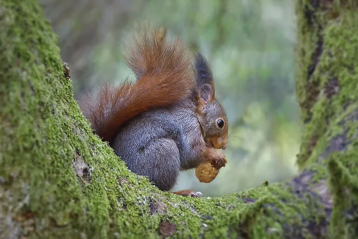 Framed Print : A Squirrel on a Mossy Tree Print Framed Print : A Squirrel on a Mossy Tree Print