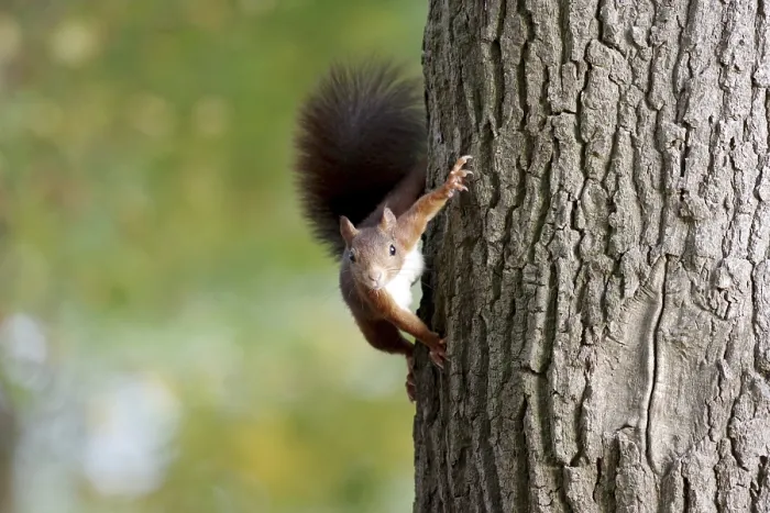 Framed Print : Squirrel Print, Germany