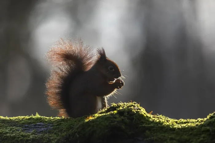 Framed Print : Backlit Squirrel Print, Germany, February Framed Print : Backlit Squirrel Print, Germany, February