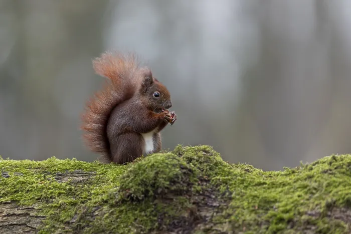 Framed Print : Eurasian Red Squirrel Print - Germany, January Framed Print : Eurasian Red Squirrel Print - Germany, January