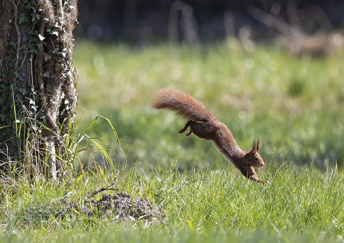 Framed Print : Squirrel in Flight Print, Brandenburg, Germany Framed Print : Squirrel in Flight Print, Brandenburg, Germany