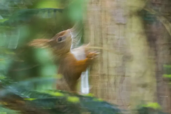 Framed Print : Fast Moving Squirrel Print, Hesse Forest Scene Framed Print : Fast Moving Squirrel Print, Hesse Forest Scene