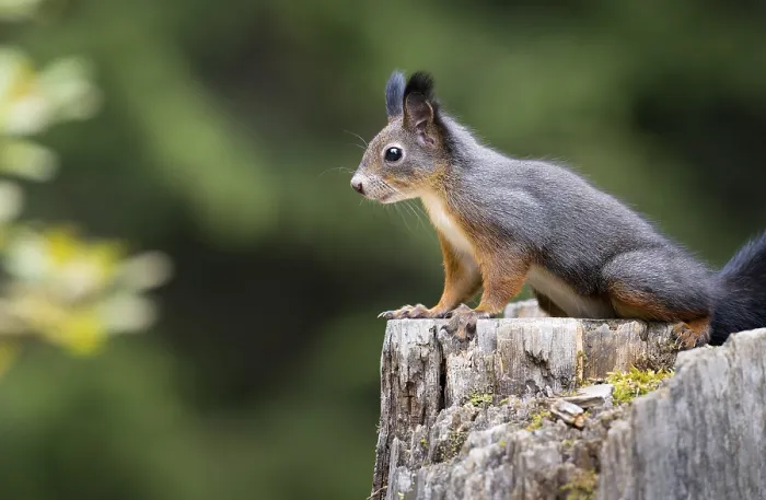 Framed Print : Print of Squirrel on Tree Stump, Graubunden, Switzerland Framed Print : Print of Squirrel on Tree Stump, Graubunden, Switzerland