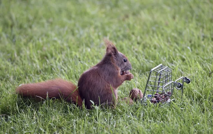 Framed Print : Squirrel Eats Nuts in Cage Print, Germany Framed Print : Squirrel Eats Nuts in Cage Print, Germany