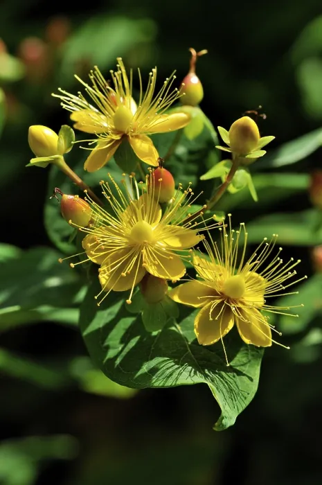 Framed Print : St. John's Wort (Hypericum inodorum) Print, Germany Framed Print : St. John's Wort (Hypericum inodorum) Print, Germany