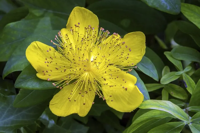 Framed Print : St. John's Wort (Hypericum perforatum) Flower Print, Germany Framed Print : St. John's Wort (Hypericum perforatum) Flower Print, Germany