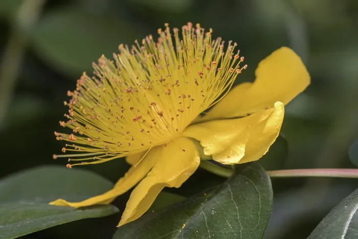 Framed Print : St. John's Wort Print, Hypericum perforatum Flower Framed Print : St. John's Wort Print, Hypericum perforatum Flower