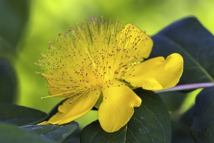 Framed Print : St. John's Wort Print, Hypericum perforatum Flower Framed Print : St. John's Wort Print, Hypericum perforatum Flower