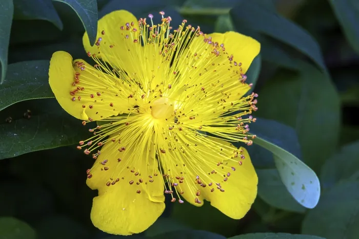 Framed Print : St John's Wort (Hypericum perforatum) Print, Germany Framed Print : St John's Wort (Hypericum perforatum) Print, Germany