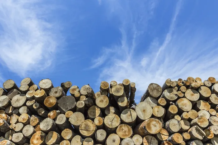 Framed Print : Stack of Cut Timber Logs Print Framed Print : Stack of Cut Timber Logs Print