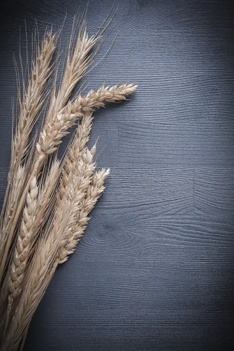 Framed Print : Stack of Ears of Wheat Print on Vintage Board Framed Print : Stack of Ears of Wheat Print on Vintage Board