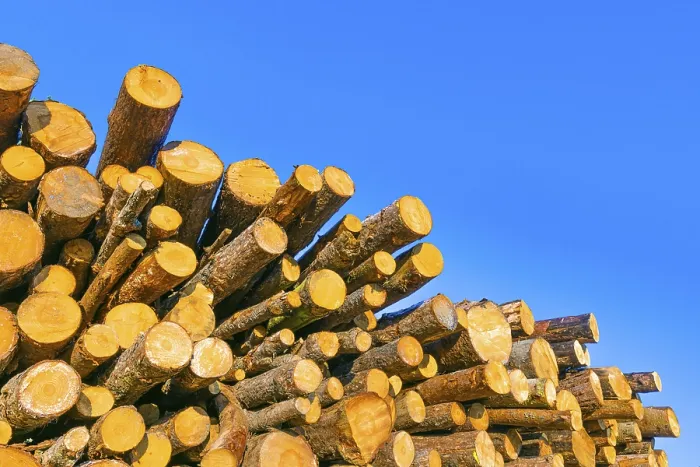Framed Print : Stacked Tree Trunks Print, Ternitz, Lower Austria Framed Print : Stacked Tree Trunks Print, Ternitz, Lower Austria
