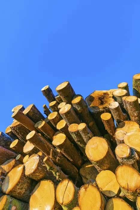 Framed Print : Stacked Tree Trunks Print, Ternitz, Austria Framed Print : Stacked Tree Trunks Print, Ternitz, Austria