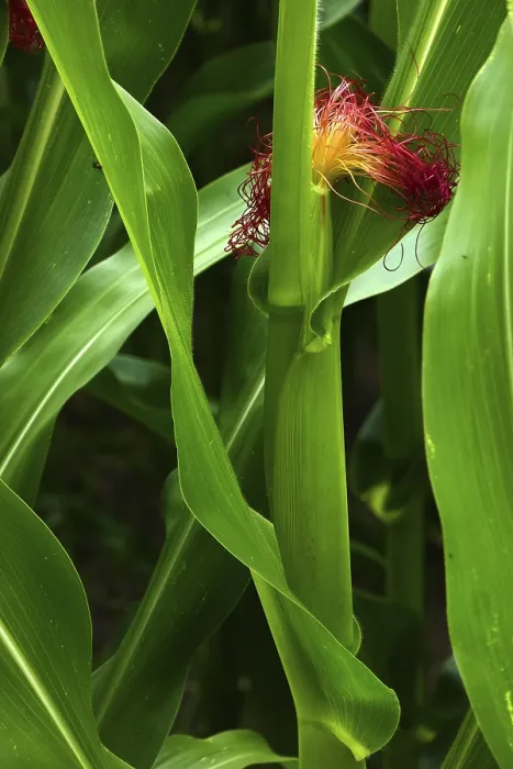 Framed Print : Maize Plant Stalk Print Framed Print : Maize Plant Stalk Print