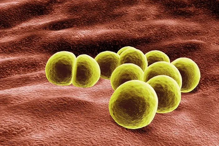 Framed Print : Staphylococcus aureus Bacteria 3D Print Illustration Framed Print : Staphylococcus aureus Bacteria 3D Print Illustration