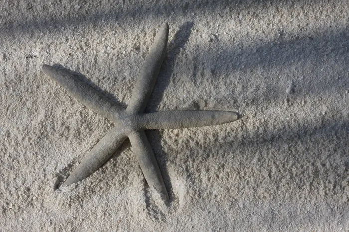 Framed Print : Starfish on a Beach Print Framed Print : Starfish on a Beach Print