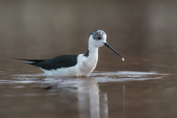 Framed Print : Stelzenlaeufer Print - Foraging Stilt Framed Print : Stelzenlaeufer Print - Foraging Stilt