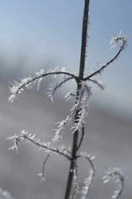 Framed Print : Hoarfrost Adorns a Stem Print Framed Print : Hoarfrost Adorns a Stem Print