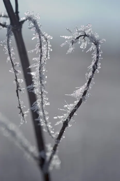 Framed Print : Hoarfrost Covered Stem Print Framed Print : Hoarfrost Covered Stem Print