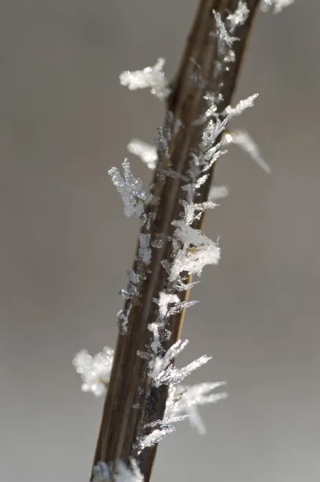 Framed Print : Hoarfrost Covered Stem Print Framed Print : Hoarfrost Covered Stem Print