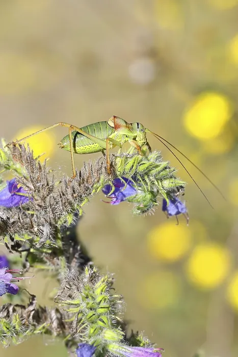 Framed Print : Steppe Saddle Grasshopper Print Framed Print : Steppe Saddle Grasshopper Print