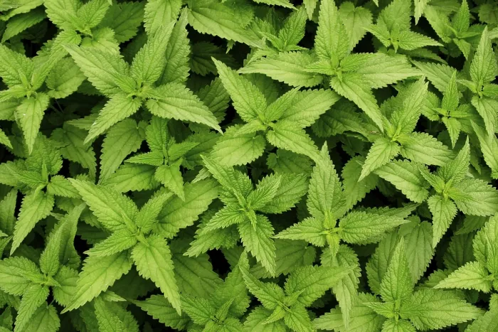 Framed Print : Stinging-nettle Print by imageBROKER Framed Print : Stinging-nettle Print by imageBROKER