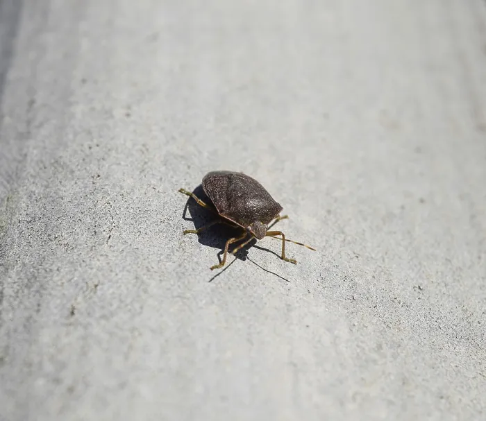 Framed Print : Stink Bug Print on Gray Slate Framed Print : Stink Bug Print on Gray Slate