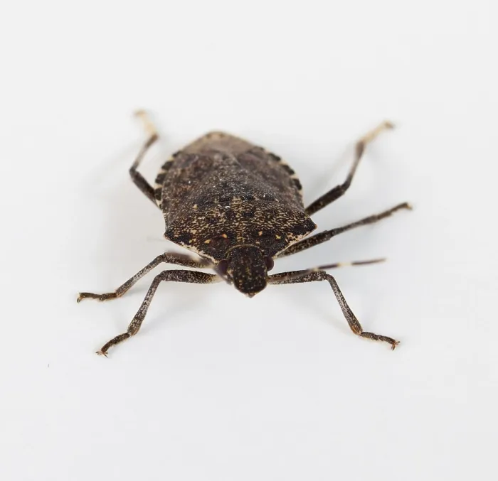 Framed Print : Stink Bug or Shield Bug Print on White Background Framed Print : Stink Bug or Shield Bug Print on White Background