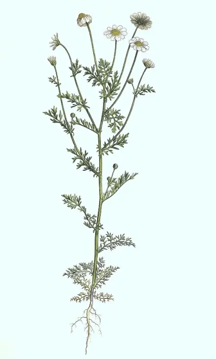 Framed Print : Stinking Chamomile Print, Digitally Restored 19th Century Botanical