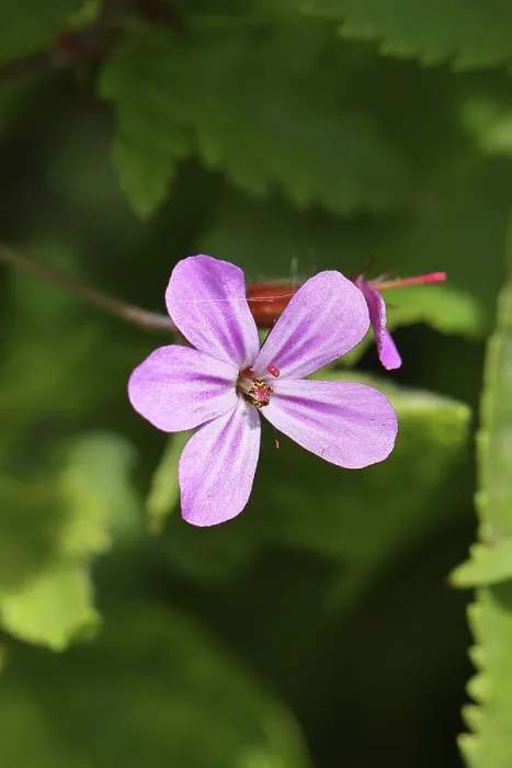 Framed Print : Stinking Cranesbill Print, Wilnsdorf, Germany Framed Print : Stinking Cranesbill Print, Wilnsdorf, Germany