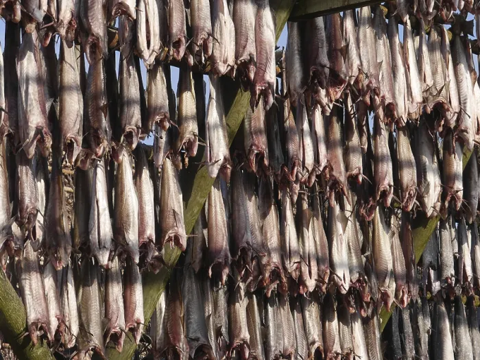 Framed Print : Stockfish Print by imageBROKER Framed Print : Stockfish Print by imageBROKER
