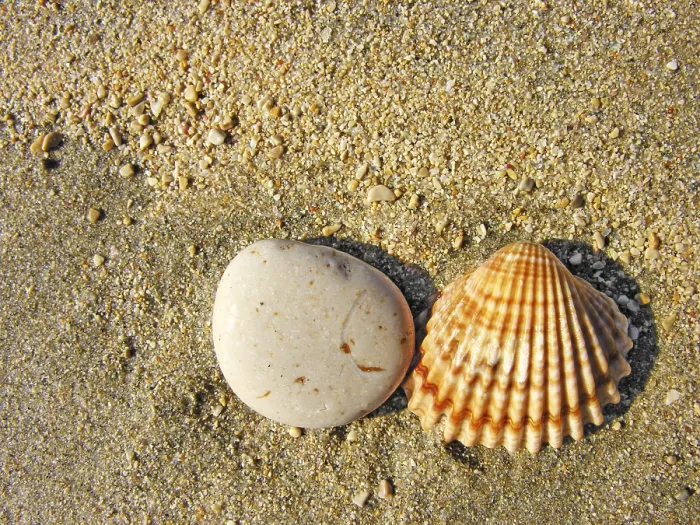 Framed Print : Stone and Seashells on Sand Print Framed Print : Stone and Seashells on Sand Print