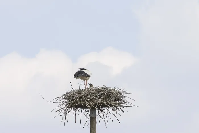 Framed Print : A Stork with the Chicks in the Nest Print