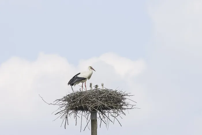 Framed Print : A Stork with Chicks in the Nest Print Framed Print : A Stork with Chicks in the Nest Print