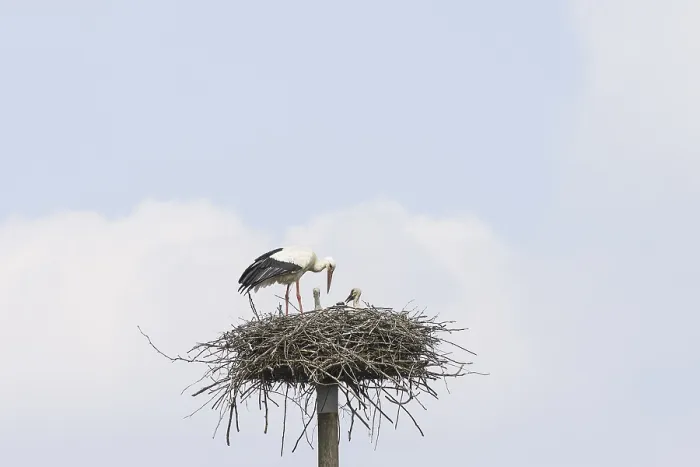 Framed Print : A Stork with Chicks in the Nest Print Framed Print : A Stork with Chicks in the Nest Print