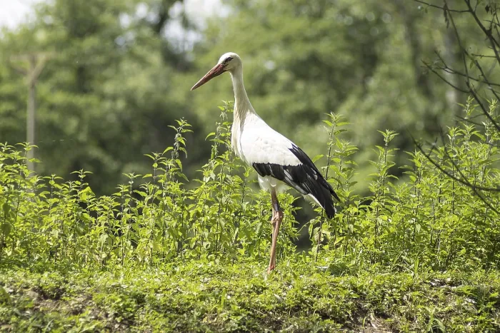 Framed Print : A Stork in Nature Print Framed Print : A Stork in Nature Print