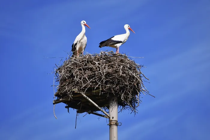 Framed Print : Two Storks in a Nest Print Framed Print : Two Storks in a Nest Print