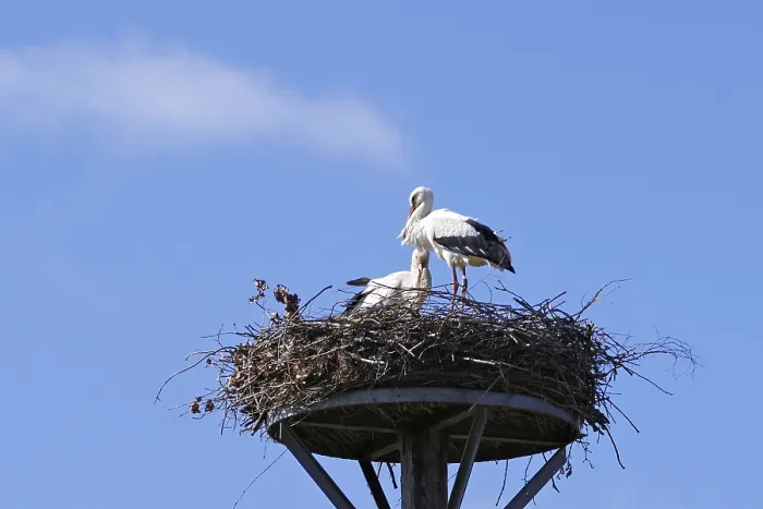 Framed Print : Two Storks in a German Nest Print Framed Print : Two Storks in a German Nest Print