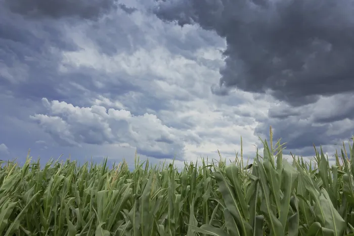Framed Print : Storm Clouds Over Corn Fields Print Framed Print : Storm Clouds Over Corn Fields Print